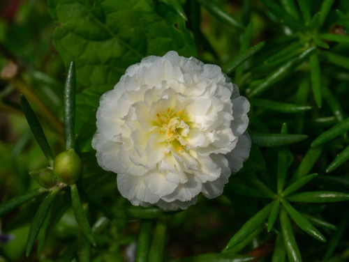 Close up of white portulaca flower with leaves background. (Scientific name Portulaca oleracea)..jpg