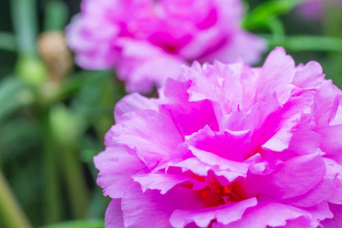 Close up pink flower, Pusley.jpg