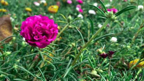 Close up pink Portulaca oleracea  flower.jpg
