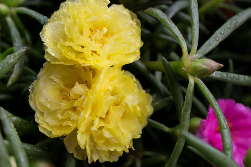 Close up of Portulaca grandiflora, Moss Rose, Sun plant or Sun rose with water drop on petals..jpg