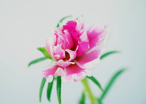 Portulaca grandiflora is a succulent flowering plant in the family portulacaceae,native to southern .jpg