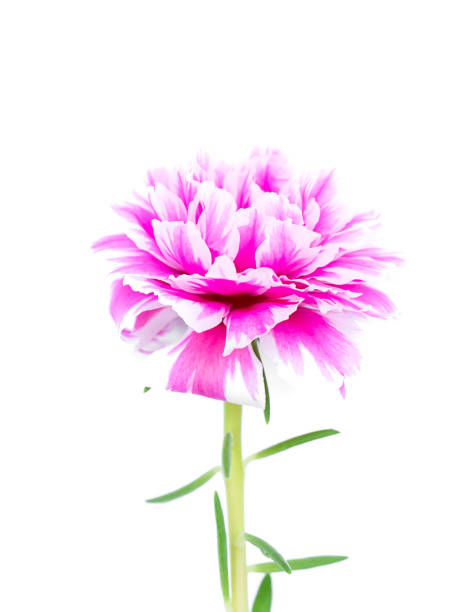 Close up Portulaca flower on white background. (Portulaca oleracea).jpg