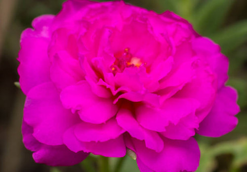 Close up pink Portulaca.jpg