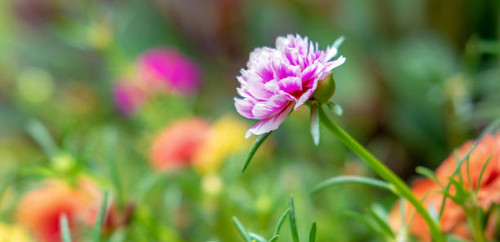 Close-up of purslane flowers or common purslane flowers beautiful.jpg