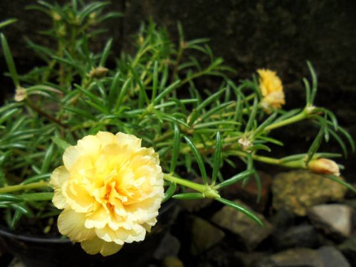 Portulaka or the nine hour flower is a plant originating from South America which then spread to var.jpg