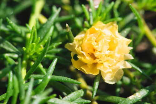 Close up of flower in the garden.jpg
