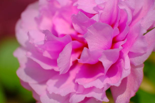 close up photo of peony flower.jpg