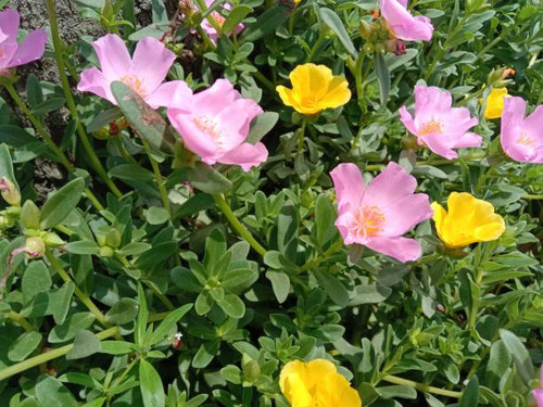 A closeup shot of beautiful pink and yellow flowers blooming in the garden.jpg