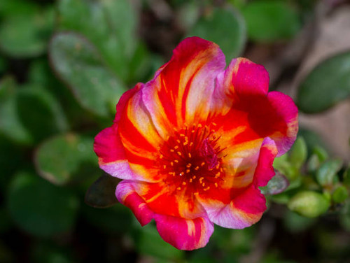 Close up of Portulaca flower (Scientific name Portulaca oleracea)..jpg