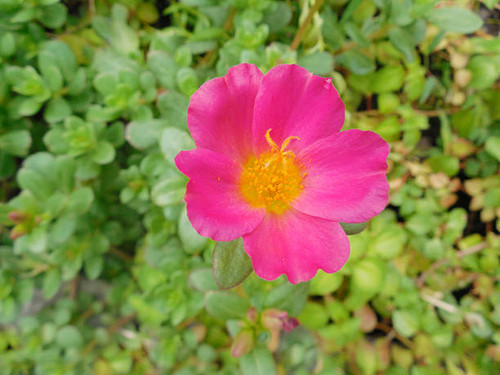 Close-up the  flower on green leaf background.jpg