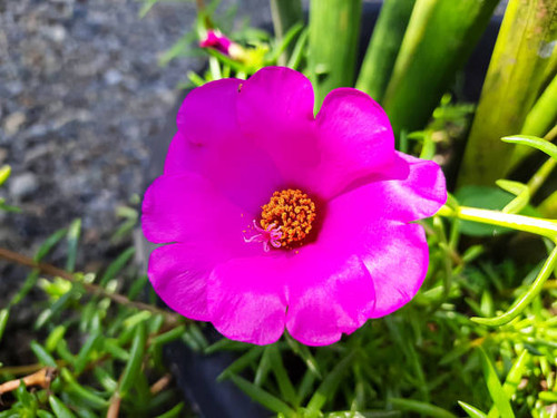 Close-up of vibrant pink moss rose flowers or Portulaca grandiflora in bloom, highlighting their del.jpg