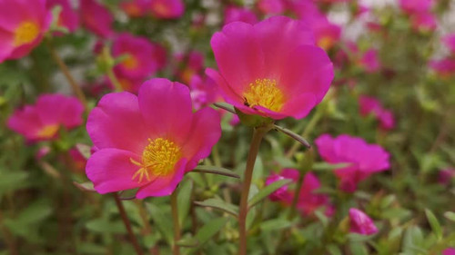 close-up of Portulaca grandiflora flowers, commonly known as Moss Rose or Sun Rose. The blossoms fea.jpg