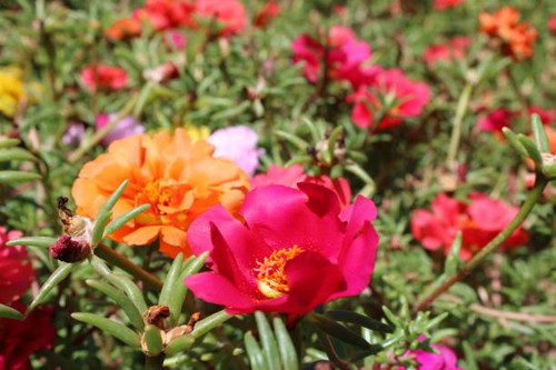 blossom colorful flowers in the garden. High quality photo.jpg