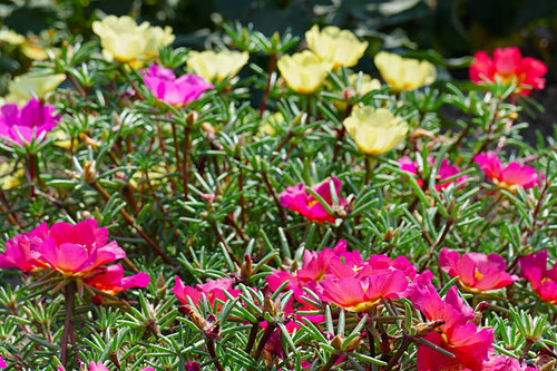 Bright flowers purslane in the flowerbed in the park. Focus on the foreground. Shallow depth of fiel.jpg