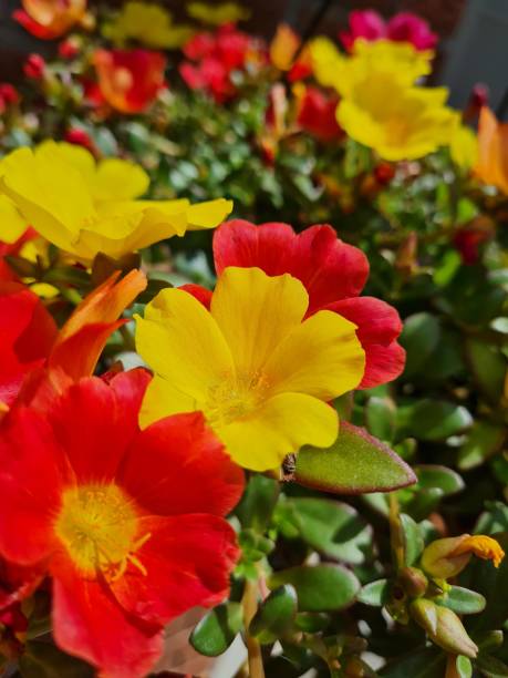 Spring colours near Brampton.jpg