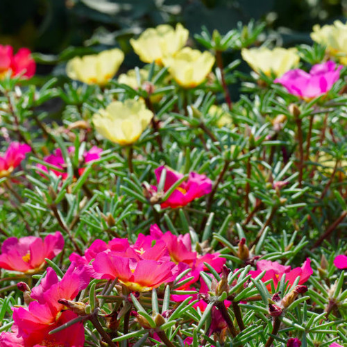 Bright flowers purslane on the flowerbed in the park. Focus on the foreground..jpg
