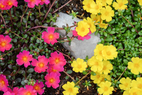 Bright and vibrant hot pink and yellow portulaca blooms.jpg