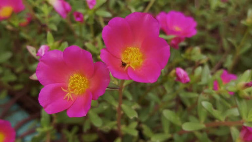 Extreme closeup of Portulaca grandiflora with a bug sitting inside.jpg
