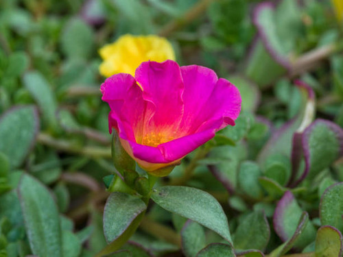 Blossom of Portulaca plant closeup.jpg