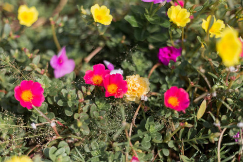 Beautiful small flower..jpg