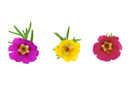 Beautiful three colors portulaca grandiflora flowers isolated on a white background.jpg