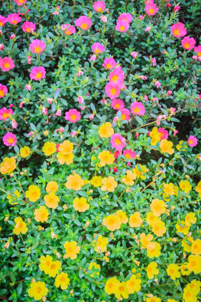 Beautiful yellow and pink portulaca oleracea flowers, also known as common purslane, verdolaga, litt.jpg