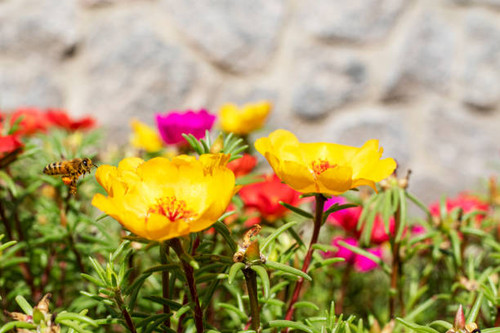 bee collects honey from yellow flowers on a warm day, horizontal"n nature,.jpg