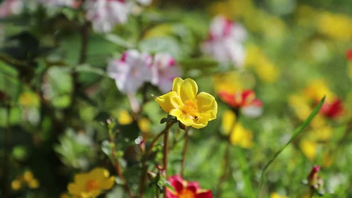 Bee flying over the yellow flower in blur background..jpg