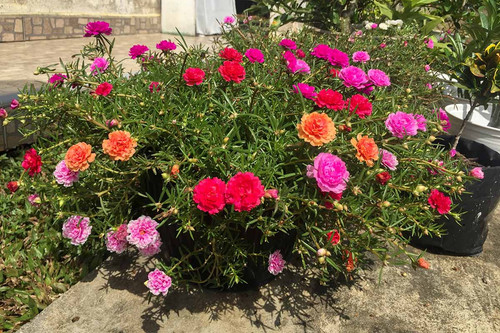 37 How to Grow Portulaca Moss Rose Feature jpg.jpg