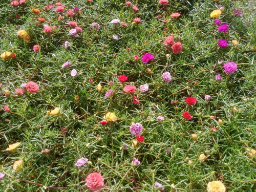 flame lily  or Gloriosa superba is a species of flowering plant in the family Colchicaceae.photo tak.jpg