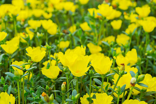 Colorful Common Purslane in garden.jpg