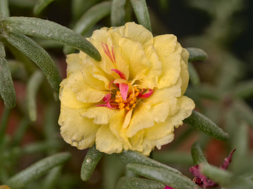 Close up view of a yellow portulaca flower (Portulaca grandiflora).jpg