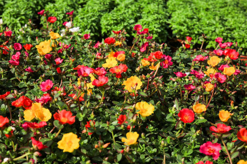 Colorful and beautiful Portulaca Grandiflora flowers in the garden.jpg