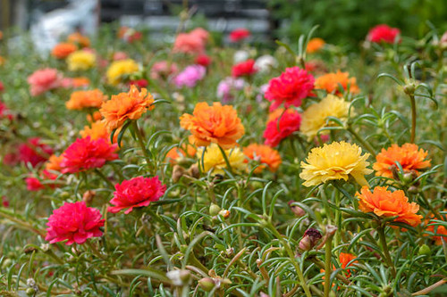Colorful Portulaca oleracea flower.jpg
