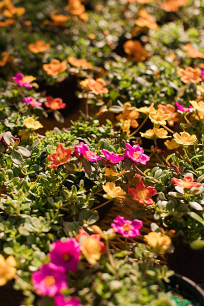 Colorful Tropical Flowering Plants in a Whimsical Sunny Garden in West Palm Beach, Florida.jpg