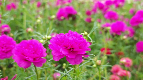 Colorful Purple Portulaca, Moss Rose, Sun Plant or Sun Rose flowers are blooming in the garden.jpg