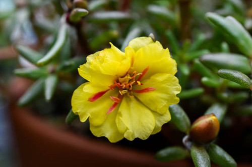 Close-Up Yellow Moss Rose Flower Summer Garden.jpg
