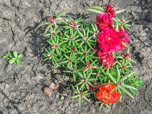 Colorful portulaca grandiflora flowers with pink and orange blooms growing in open soil. Moss rose s.jpg