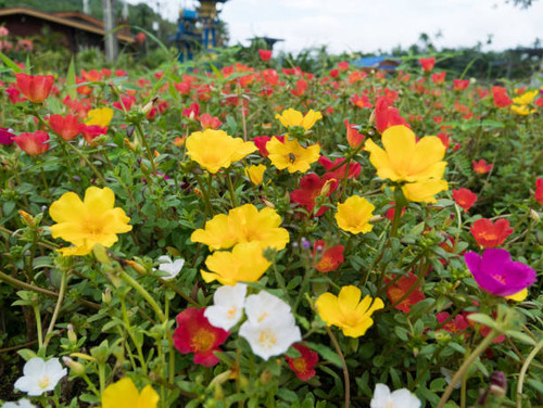 Portulaca grandiflora in the garden.jpg