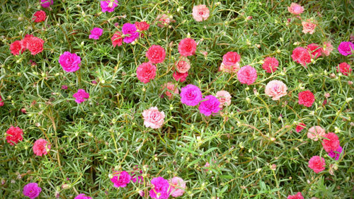 Colorful Rose Moss Flowers.jpg