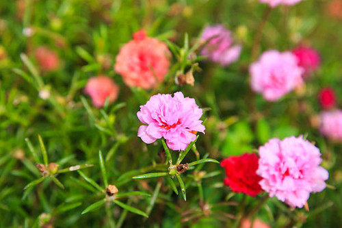 colorful Pussley or Moss rose or Sun plant flower.jpg