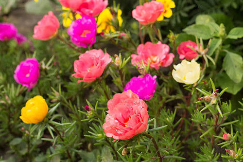 Colorful Summer flowers in a garden.jpg