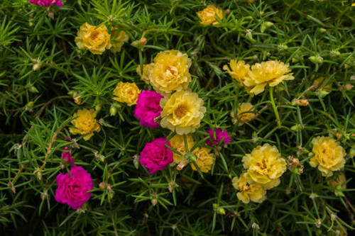 Color of Moss -rose.jpg