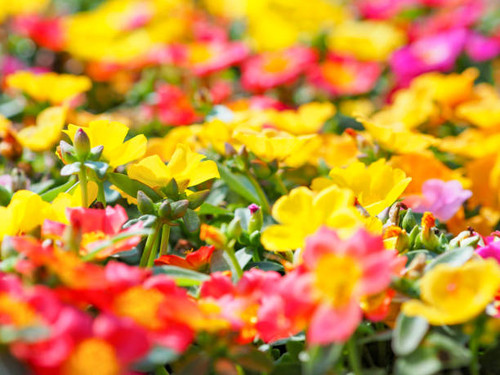 Close up colorful small flowers in bloom. Natural spring or summer background..jpg