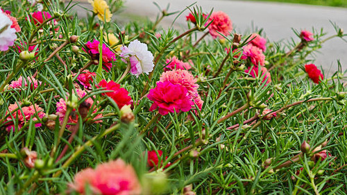 Colorful Portulaca Oleracea flowers in the garden..jpg