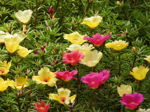 moss roses in blossom close up.jpg