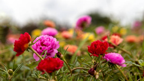 Close-up view of Portulaca, Moss flowers. Roses, pink, red, and others blooming beautifully against .jpg