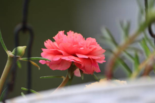 Closeup view  Colorful  Portulaca or Moss Rose or Nine O Clock flower  or Table rose Called as Bud r.jpg