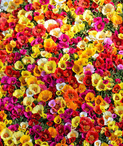 beautiful flowers.jpg