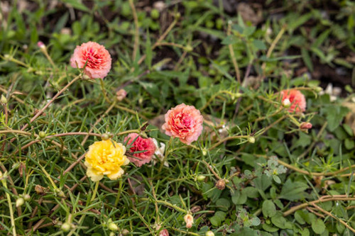 Close-up view of Portulaca, Moss flowers. Pink, red, and other roses that are blooming beautifully o.jpg